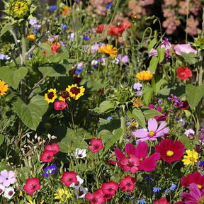 Saatgut Blühmischung Bunte Bienenweide von Green Mundo– blühende Wiese